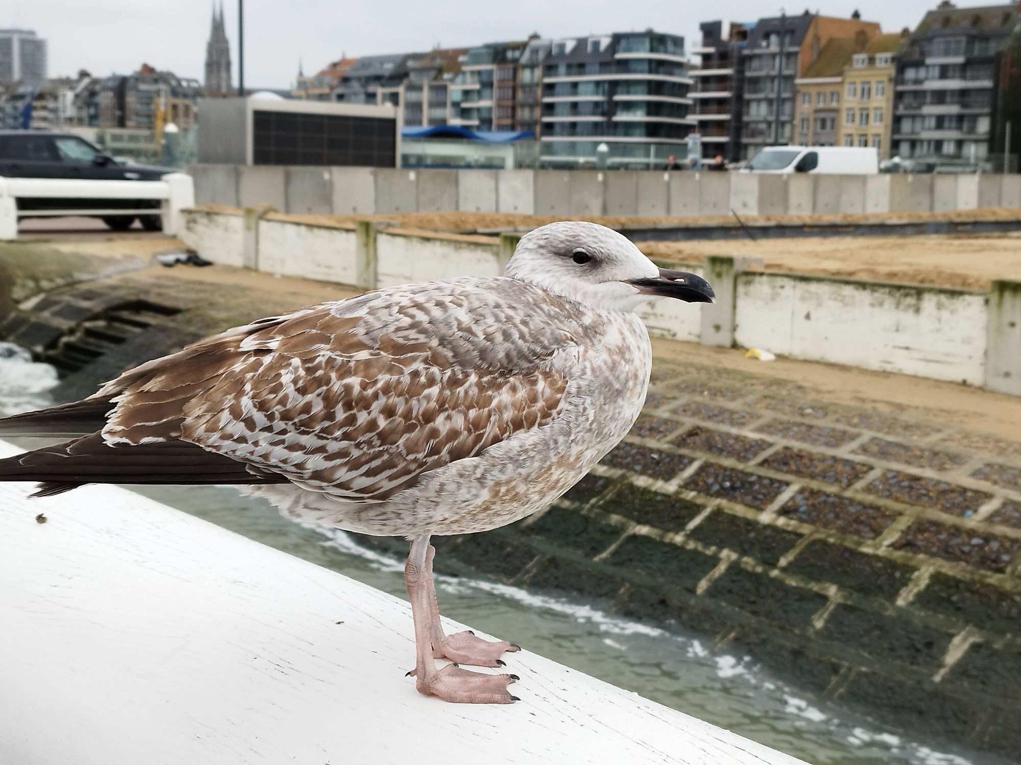 Oostende – zu jeder Zeit schön!